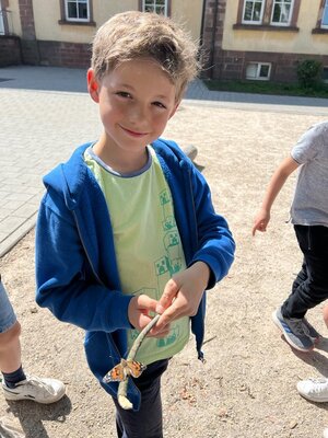 Foto des Albums: Schmetterlinge