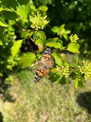Foto des Albums: Schmetterlinge