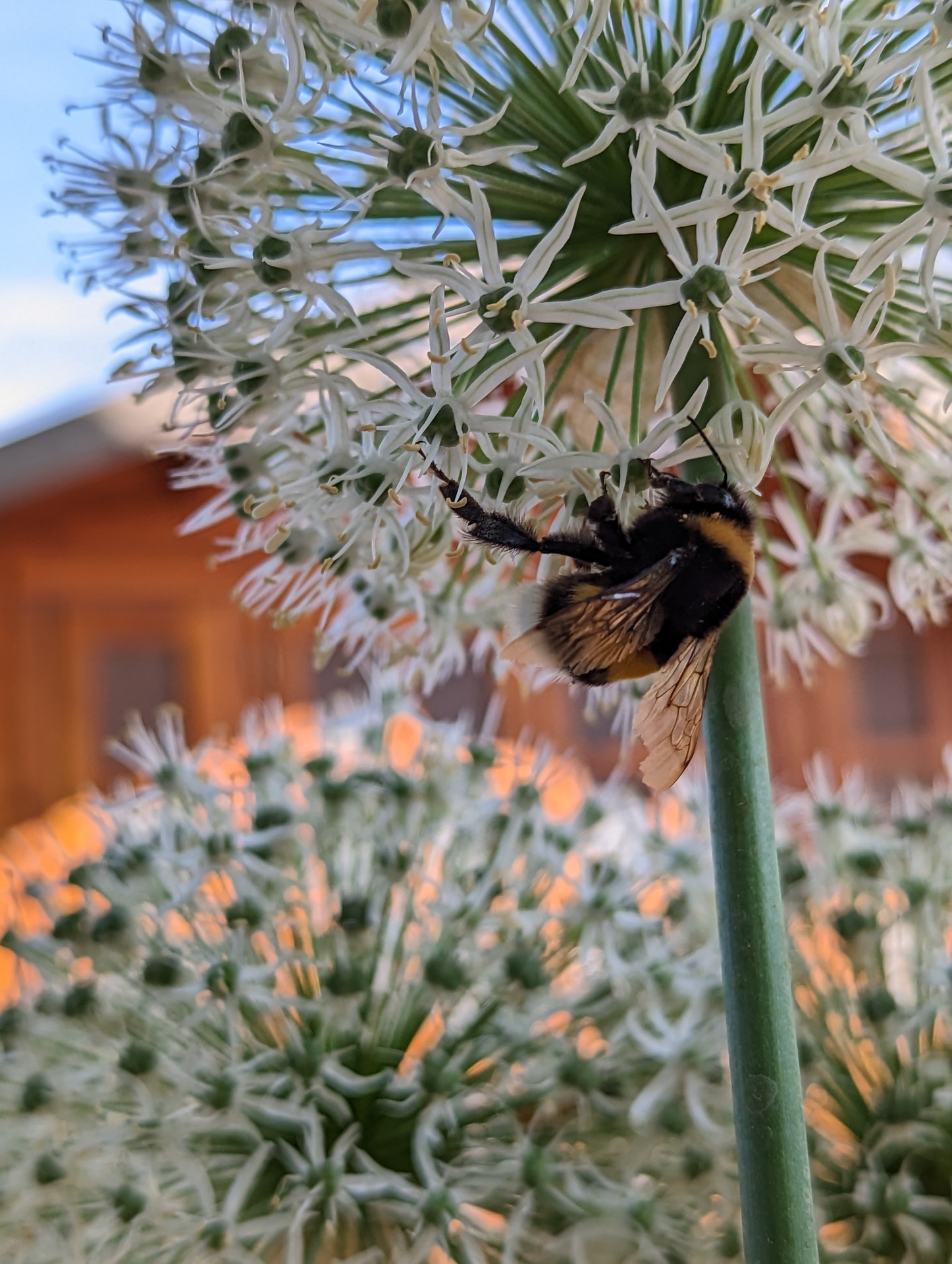 Bild: Hummel an Allium