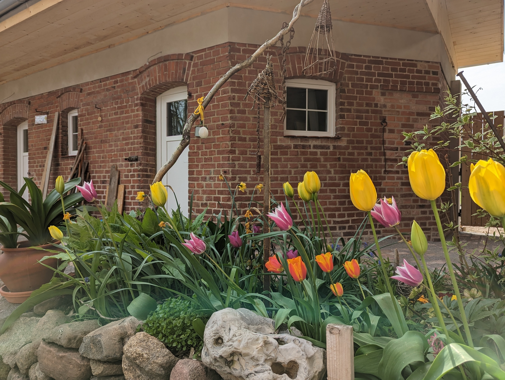 Bild: Erste Tulpen vor dem Café