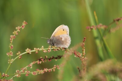 Das Kleine Wiesenv&ouml;gelchen (Coenonympha pamphilus) ist gut an die hohen Temperaturen des Offenlandes angepasst. Die Weibchen legen ihre Eier an trockenen Stellen nahe am Boden ab. 