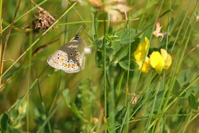 Ein Bl&auml;ulings-Weibchen bei der Eiablage an Gew&ouml;hnlichem Hornklee. Die Art ist nicht eindeutig bestimmbar, wahrscheinlich handelt es sich um ein Hauhechel-Bl&auml;uling (Polyommatus icarus). 