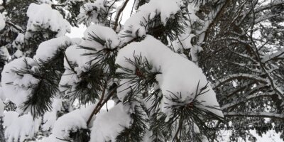Foto des Albums: Tagebuch Skilager 3.Tag (2020)