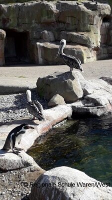 Foto des Albums: Ausflug zum Vogelpark Marlow der 8. Klassen