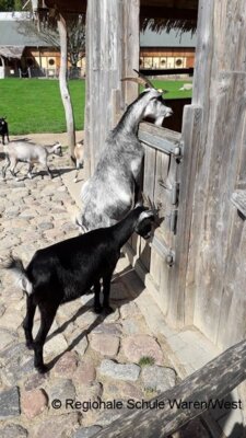 Foto des Albums: Ausflug zum Vogelpark Marlow der 8. Klassen