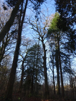 Foto des Albums: Arbeiten im Park Hoppenrade
