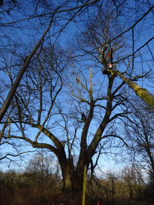 Foto des Albums: Arbeiten im Park Hoppenrade