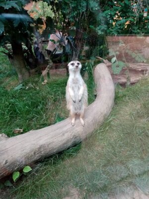 Foto des Albums: Wandertag Klasse 2, Altenburger Zoo
