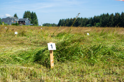 Foto des Albums: Impressionen 20. Mahdwettbewerb