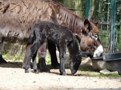 Foto des Albums: Poitoueselgehege