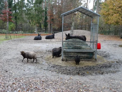 Poitouesel und Quessantschafe vertragen sich gut (20.11.2025)  (Bild vergr&ouml;&szlig;ern)