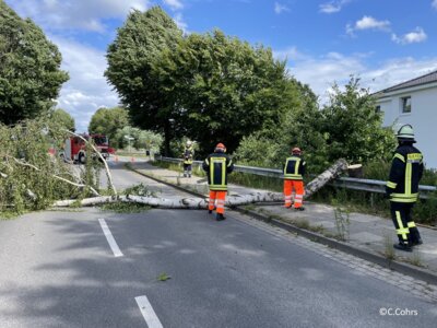 Foto des Albums: Droht Baum zu fallen