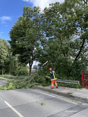 Foto des Albums: Droht Baum zu fallen