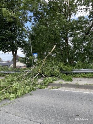 Foto des Albums: Droht Baum zu fallen