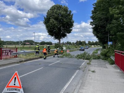 Foto des Albums: Droht Baum zu fallen