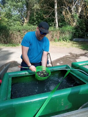 Anton Hutzler entnimmt vorsichtig die Aale aus dem Transportbeh&auml;lter 