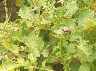 Er ist wieder da... (Kartoffelk&auml;fer)  (Bild vergr&ouml;&szlig;ern)