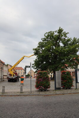 Foto des Albums: Baumschnitt an der Eiche auf dem Marktplatz (27.07.2023)