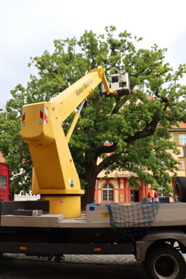 Foto des Albums: Baumschnitt an der Eiche auf dem Marktplatz (27.07.2023)