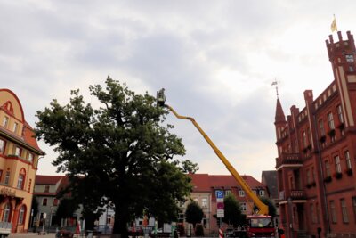 Foto des Albums: Baumschnitt an der Eiche auf dem Marktplatz (27.07.2023)