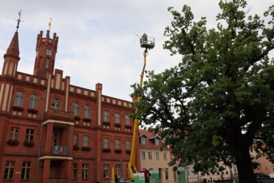 Foto des Albums: Baumschnitt an der Eiche auf dem Marktplatz (27.07.2023)