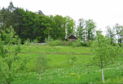 Foto des Albums: Obstlehrgarten mit Brotbackofen (04. 08. 2023)