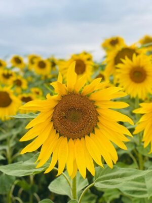 Foto des Albums: Sommer