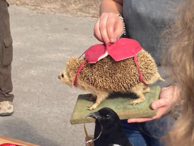 Foto des Albums: Waldmobil