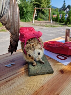 Foto des Albums: Waldmobil