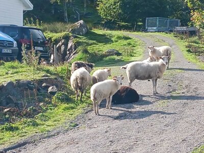 Foto des Albums: Norwegen 2023
