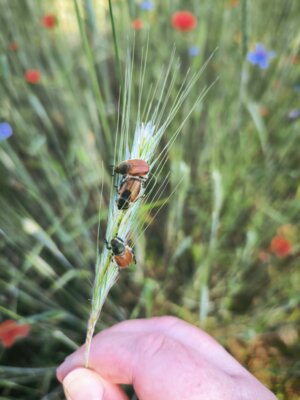 Frisch und fr&ouml;hlich trafen sich die SuS der 7a am 24.5.24 am Bahnhof Rathenow zum Wandertag. Mit dem Zug ging es nach Fohrde. Vom Ortsbahnhof aus wanderten die SuS zum Fohrder Berg. Auf dem Weg beobachteten sie Graug&auml;nse, Kr&auml;hen, Junik&auml;fer und genossen die Aussicht vom Berg &uuml;ber das Dorf. Gegen 11.30 Uhr waten wir zur&uuml;ck bei Frau Vilcsko, wo schon ein Feuer in der Feuerschale bereit war. Hungrig und geschafft konnte sich jeder Bratw&uuml;rste auf dem Stock braten und mit einem frischen Br&ouml;tchen genie&szlig;en. Um 13.50 Uhr kamen alle wohlbehalten in Rathenow an. 