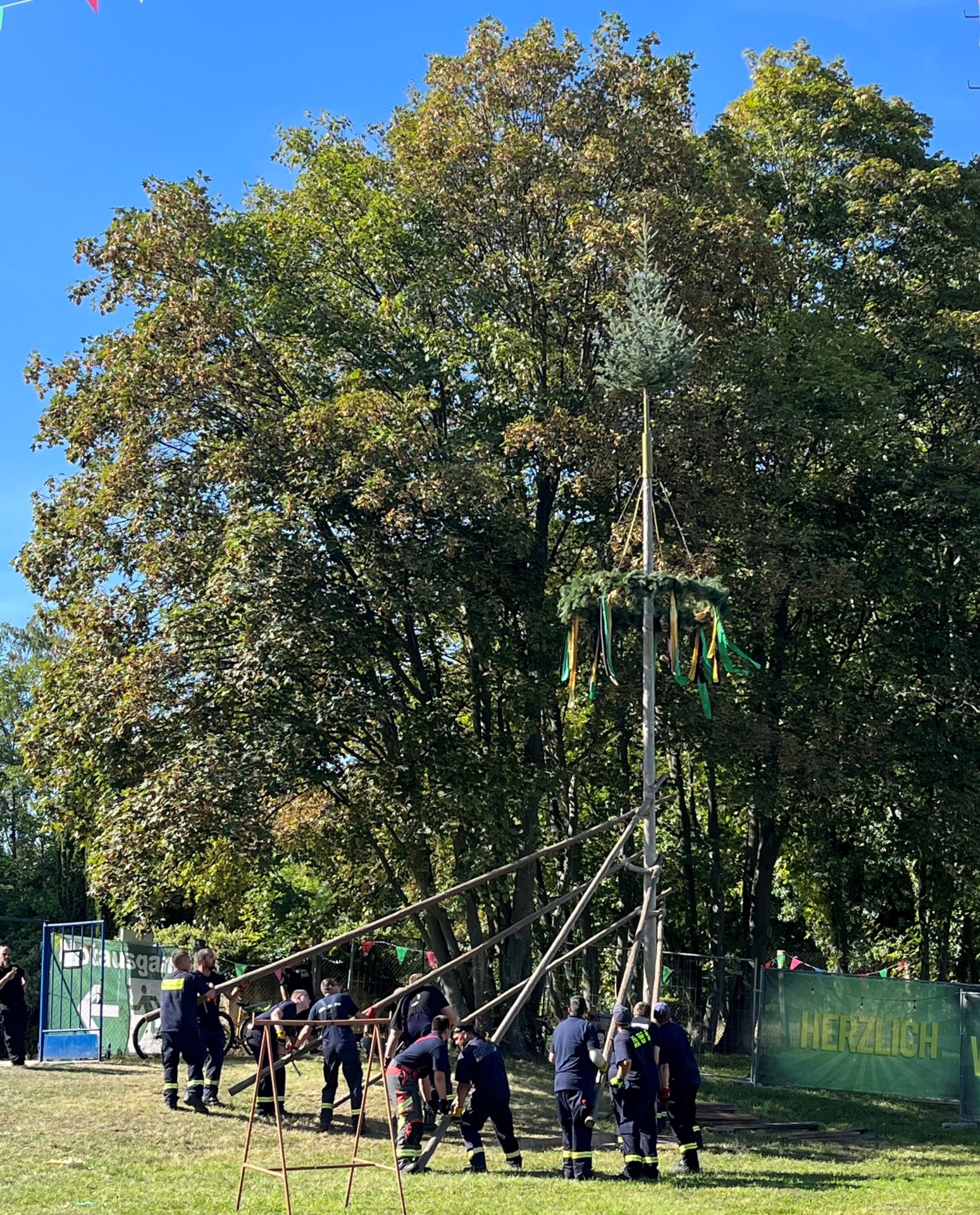 Bild: Der Festbaum steht ...