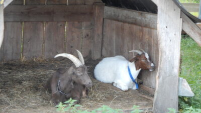 Freizeit auf dem Kinderhof 