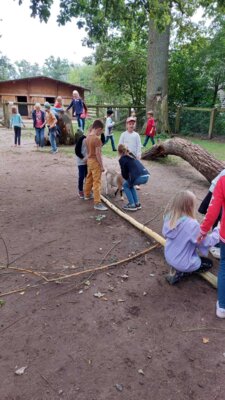 Foto des Albums: Wisentgehege Jahrgang 2