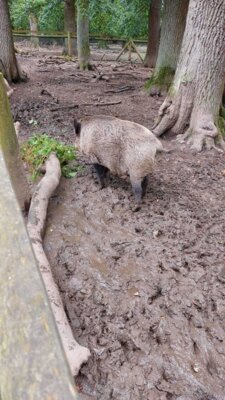 Foto des Albums: Wisentgehege Jahrgang 2
