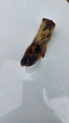 Foto des Albums: Wisentgehege Jahrgang 2