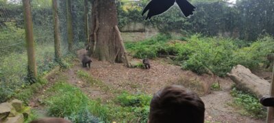Foto des Albums: Wisentgehege Jahrgang 2