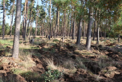 Foto des Albums: Walderlebnis von Wald schafft Zukunft (16.09.2023)