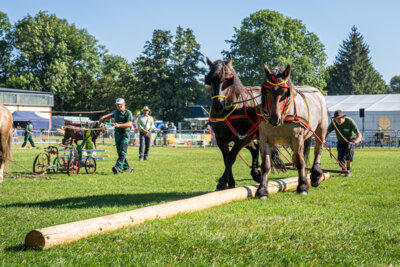 Foto des Albums: Reinstedter Kleine Landpartie 2023 (21. 09. 2023)