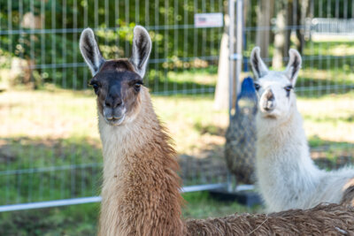 Foto des Albums: Reinstedter Kleine Landpartie 2023 (21. 09. 2023)