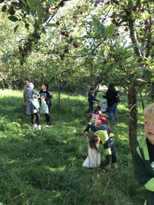 Foto des Albums: Apfelsammlung auf der Streuobstwiese im Dorf (21. 09. 2023)