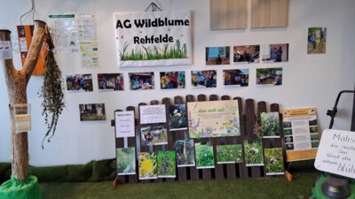Foto des Albums: AG Wildblume präsentiert ihr Anliegen im Rewe-Markt Rehfelde (13. 09. 2023)