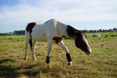 Pferdeland Niedersachsen  (Bild vergr&ouml;&szlig;ern)