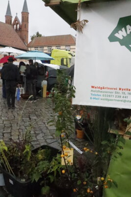 Foto des Albums: Kartoffel-Erlebnismarkt (07.10.2023)