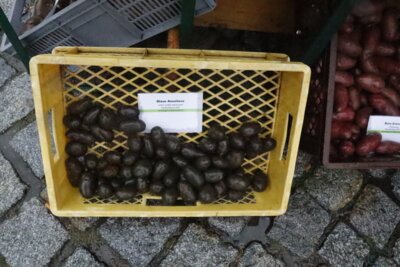 Foto des Albums: Kartoffel-Erlebnismarkt (07.10.2023)