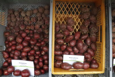 Foto des Albums: Kartoffel-Erlebnismarkt (07.10.2023)