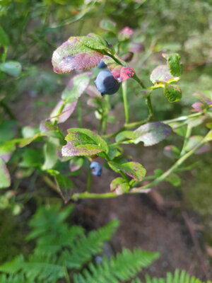 Foto des Albums: HeidelbeermodulSJ22/23