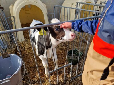 Foto des Albums: Projektwoche in allen Klassen