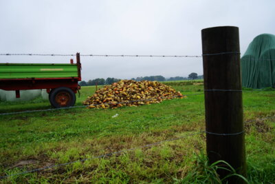 S&uuml;&szlig;e Ernte  (Bild vergr&ouml;&szlig;ern)