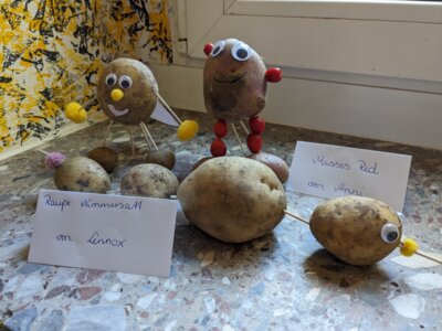 Foto des Albums: Kartoffelprojekt Klasse 3a